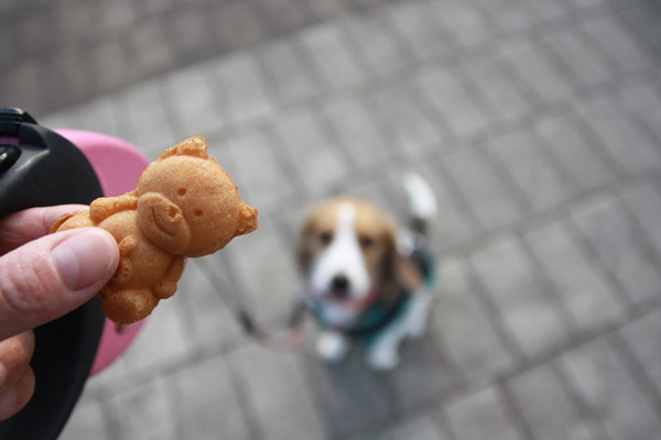 ビーグル きなこ