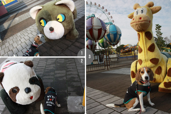 ビーグル きなこ