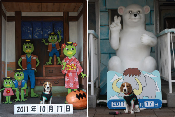 ビーグル きなこ