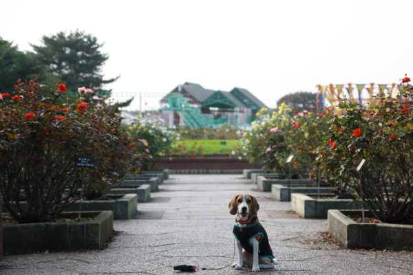 ビーグル きなこ