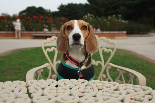 ビーグル きなこ