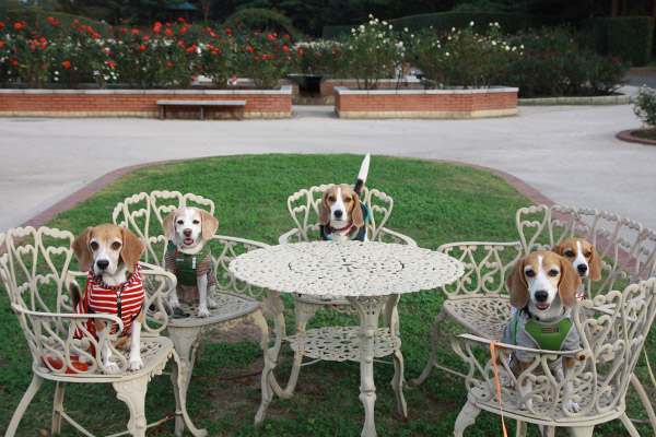 ビーグル きなこ