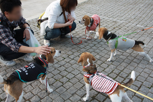 ビーグル きなこ