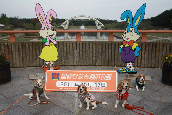 ビーグル きなこ