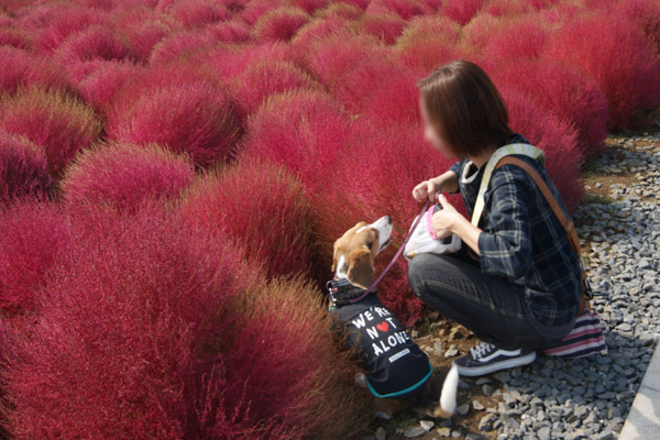 ビーグル きなこ