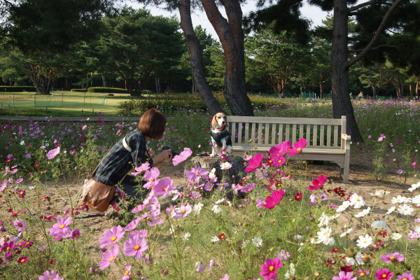 ビーグル きなこ