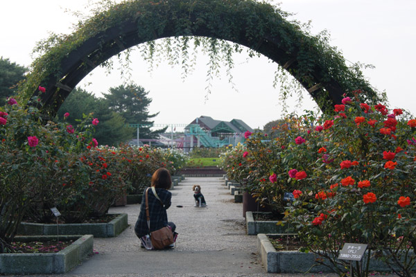 ビーグル きなこ