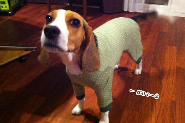 ビーグル　きなこ