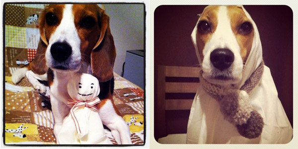 ビーグル　きなこ