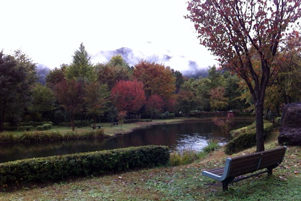 ビーグル　きなこ