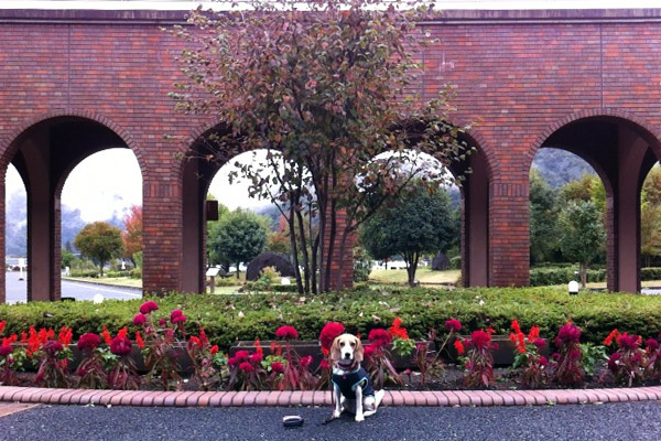ビーグル　きなこ