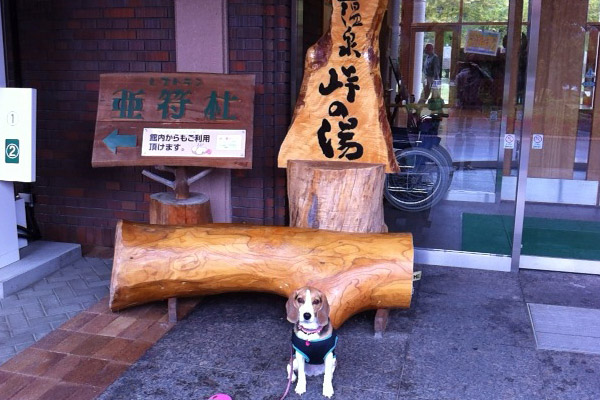 ビーグル　きなこ