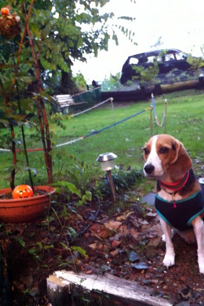 ビーグル　きなこ