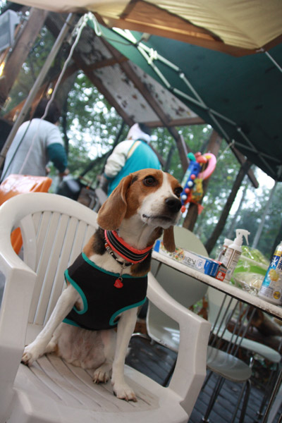 ビーグル　きなこ