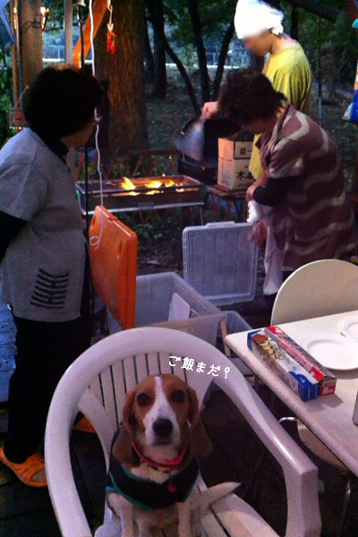 ビーグル　きなこ