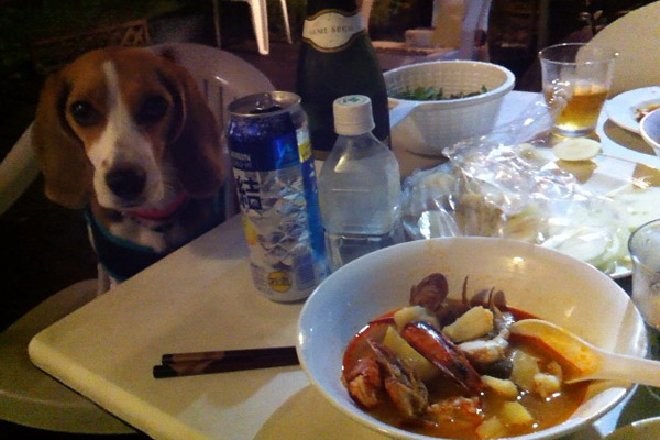 ビーグル　きなこ