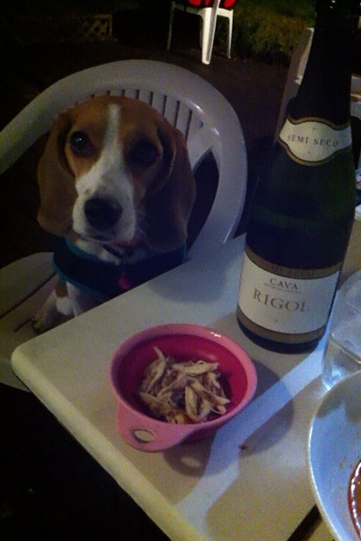 ビーグル　きなこ