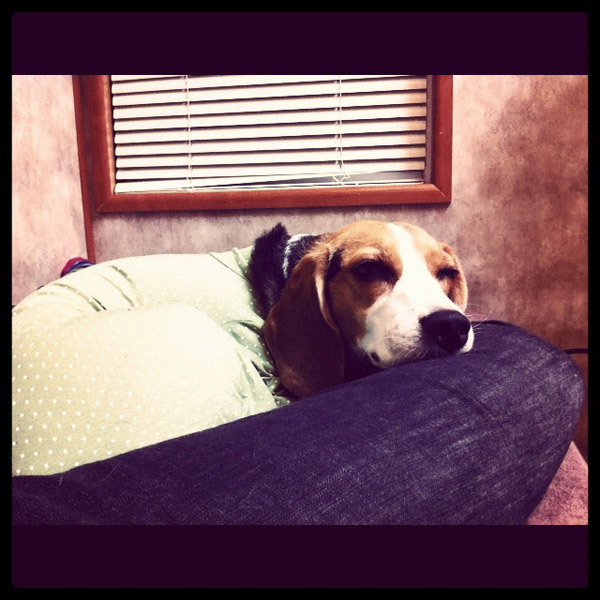 ビーグル　きなこ