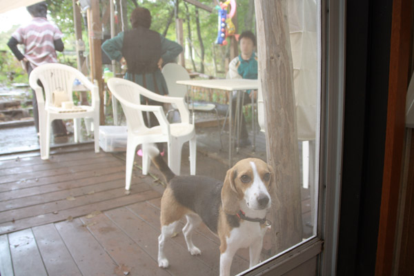 ビーグル　きなこ