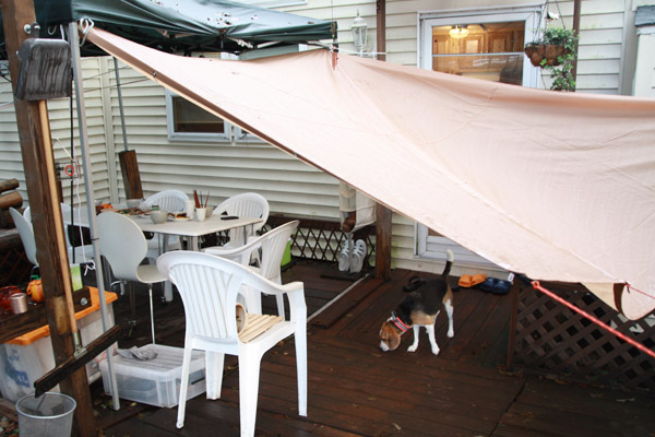 ビーグル　きなこ