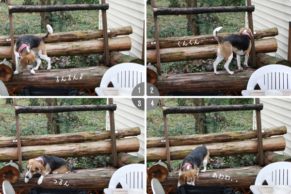 ビーグル　きなこ