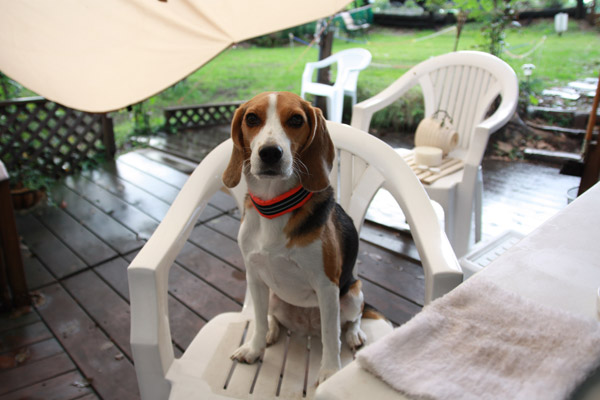 ビーグル　きなこ