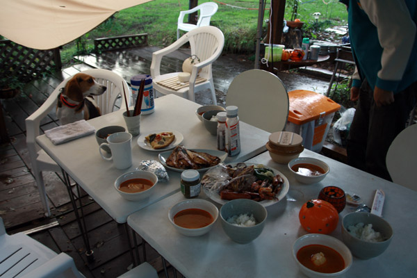 ビーグル　きなこ