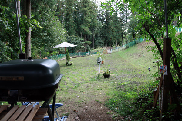 ビーグル　きなこ