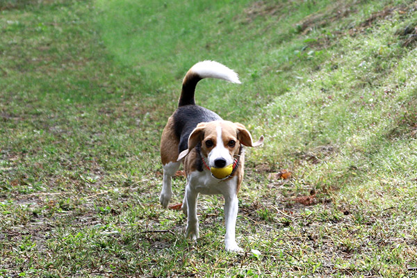 ビーグル　きなこ