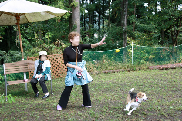 ビーグル　きなこ