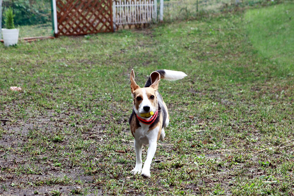 ビーグル　きなこ