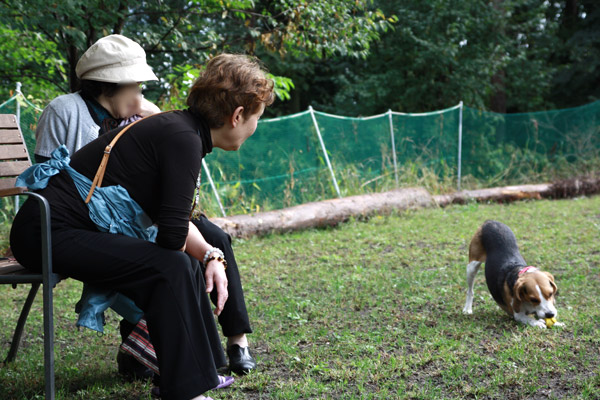 ビーグル　きなこ