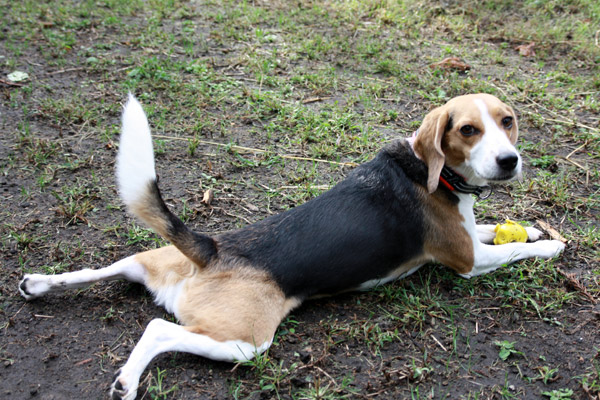ビーグル　きなこ