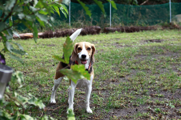 ビーグル　きなこ