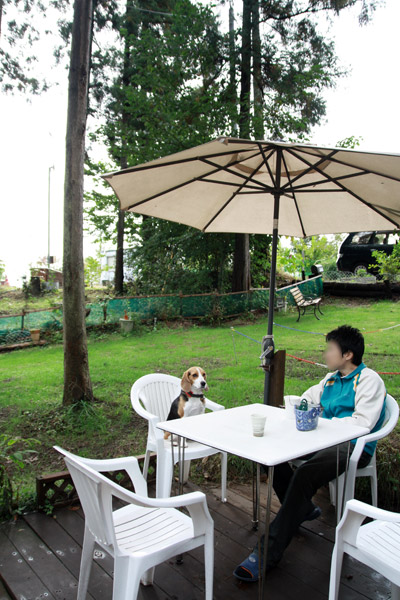 ビーグル　きなこ