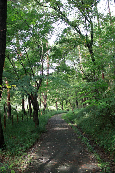 ビーグル きなこ