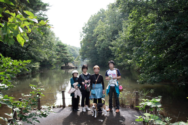 ビーグル きなこ