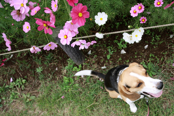 ビーグル きなこ