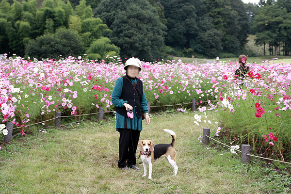 ビーグル きなこ