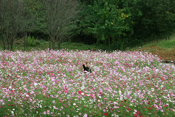 ビーグル きなこ