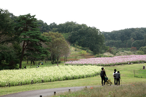 ビーグル きなこ