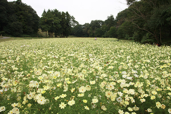 ビーグル きなこ