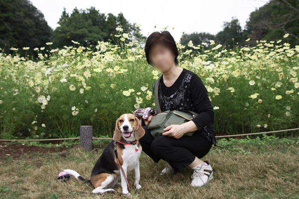 ビーグル きなこ