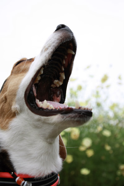 ビーグル きなこ