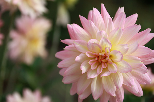 ビーグル きなこ