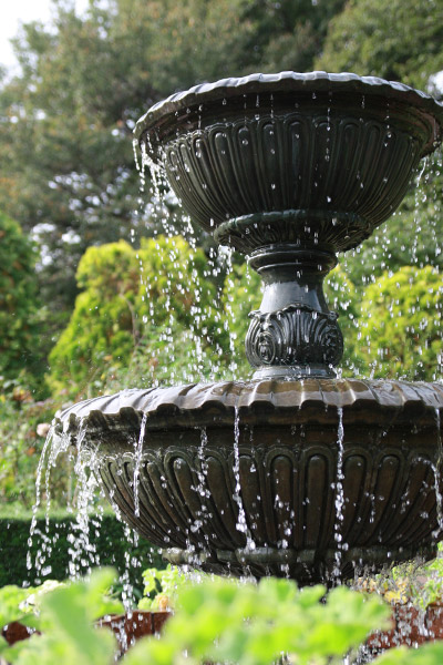 ビーグル きなこ