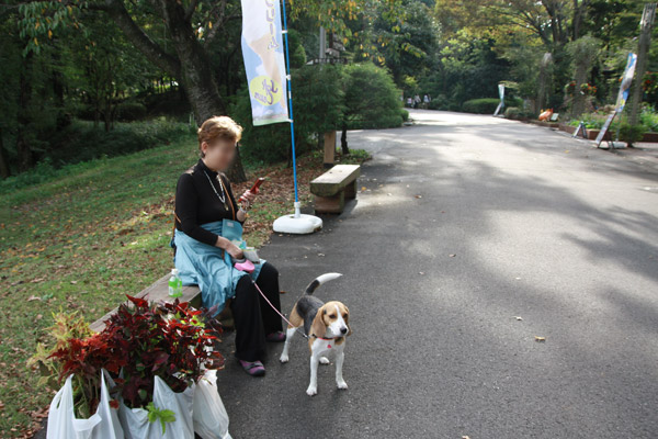 ビーグル きなこ