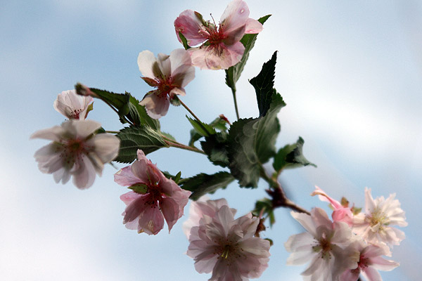 ビーグル きなこ