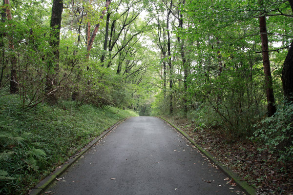 ビーグル きなこ