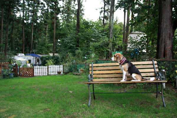 ビーグル きなこ